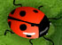 98-2 Many Bugs