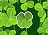 15-Lucky Clover